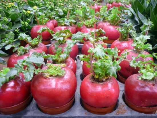 Điểm những loại cây, quả mang lại may mắn, tài lộc cho gia đình