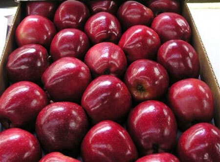 Cảnh báo: Táo Mỹ gây tử vong đã nhập vào Việt Nam