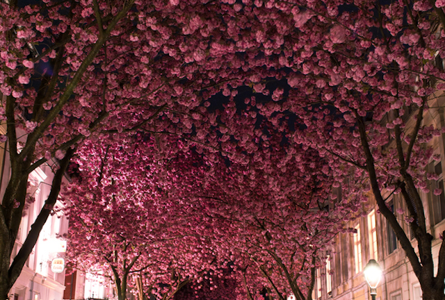 Ngắm hàng anh đào tuyệt đẹp trên khắp thế giới