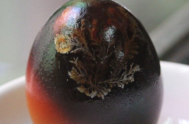 Xuất hiện cây lạ mọc trong quả trứng 2 màu