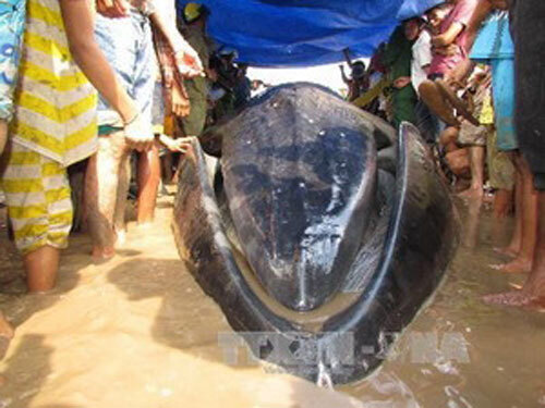 Sóc Trăng: Cá voi 10 tấn chết vì kiệt sức sau khi mắc cạn