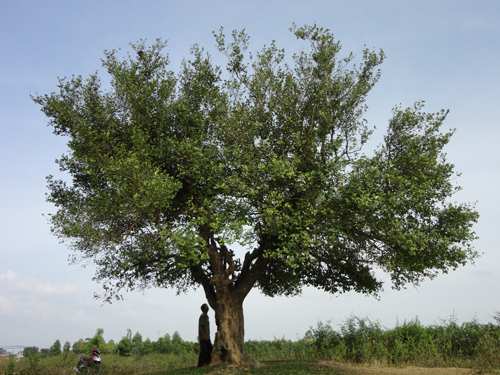 Bí ẩn cây duối thiêng được người Hoa đem vàng đến giấu