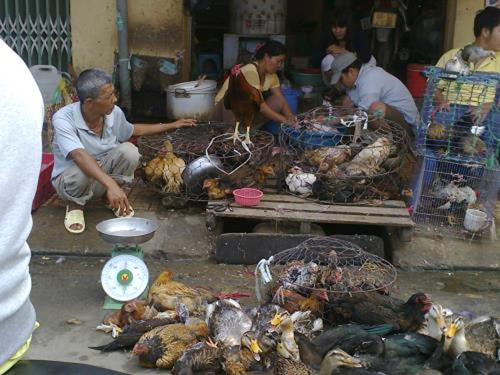 Xử lý không xuể, gia cầm không rõ nguồn gốc ngang nhiên bày bán