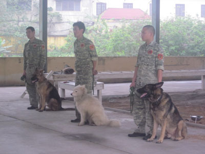 Thời của đại gia muốn chó “khủng” thành chó... nghiệp vụ