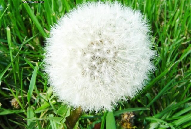 Kỳ lạ bé gái có cây mọc trong lỗ tai