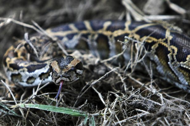 Sốc khi phát hiện trăn dài hơn nửa mét trong lò vi sóng