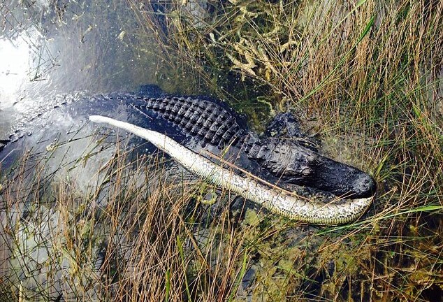 Tử chiến kinh hoàng giữa cá sấu Mỹ và trăn Myanmar