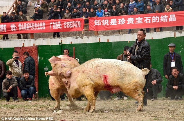 Tử chiến kinh hoàng giữa hai “võ sĩ” heo