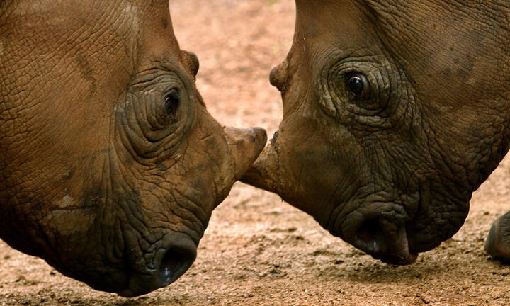 Nam Phi: Hơn 1.000 con tê giác bị săn trộm năm 2013