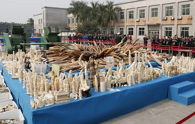 Trung Quốc tiêu hủy 6 tấn ngà voi trái phép