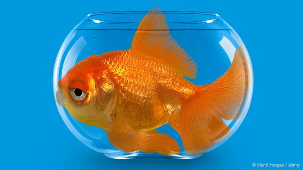 Khám phá 4 bí mật về loài cá cảnh