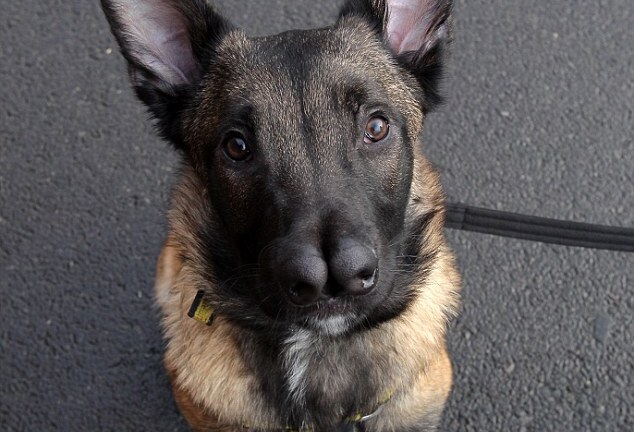 Hành trình tìm chủ mới gian nan của chú chó hai mũi