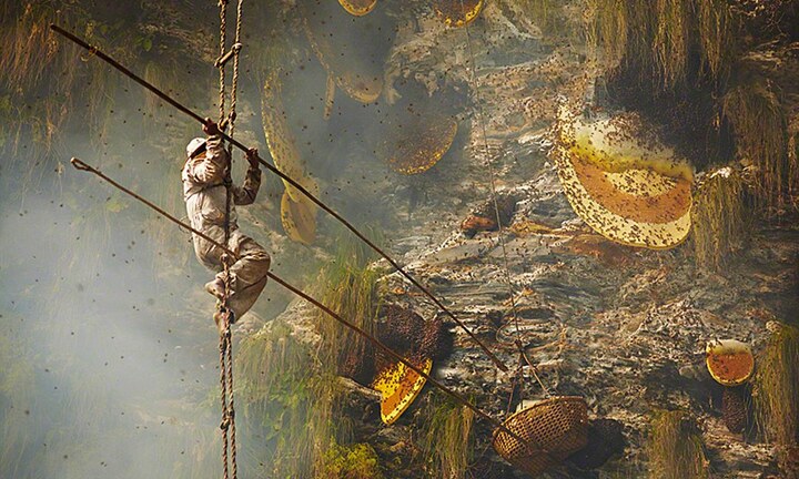 Hình ảnh liều mạng lấy mật ong rừng ở chân núi Himalaya