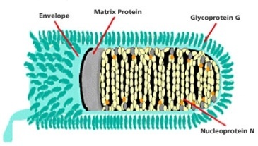 5 loại virus đáng sợ hơn Ebola