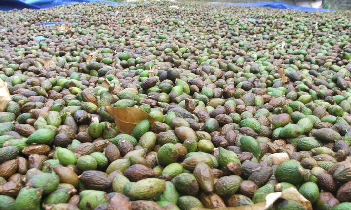 Phú Yên: Tịch thu gần 1,2 tấn gỗ hương vô chủ 