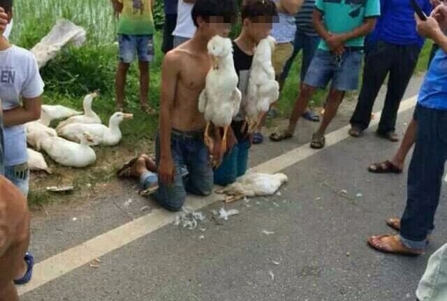 Thiếu niên trộm vịt bị bắt quỳ gối, ngậm…vịt chết