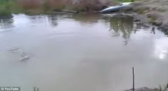 Chú chó dũng cảm lao xuống hồ cứu chủ “chết đuối”