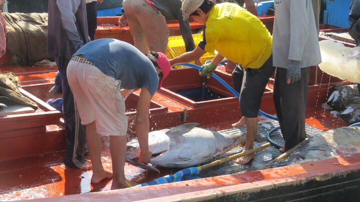 Giáp Tết, ngư dân được mùa biển cá ngừ  
