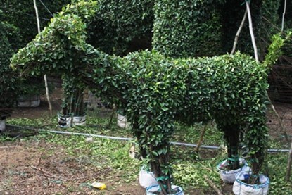 Chiêm ngưỡng cây cảnh hình dê độc đáo đón Tết Ất Mùi 2015