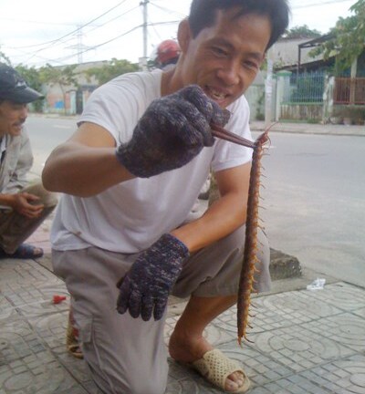 Lại bắt được rết “khủng” ở miền Trung