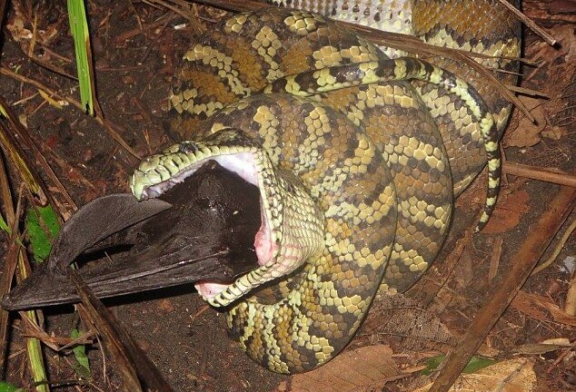 Kinh hãi trăn đói nuốt chửng dơi quạ lớn suốt 6 tiếng