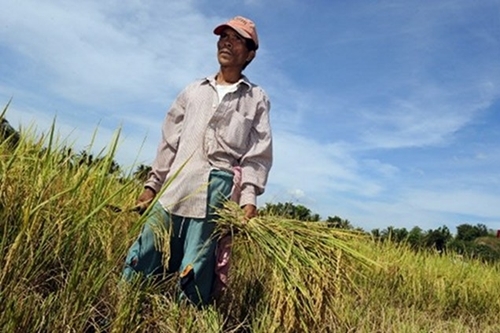 Siêu bão Haiyan xóa tan hy vọng tự túc gạo của Philippines