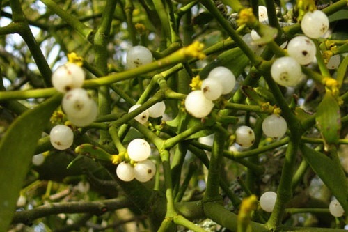 Chín phong tục đón Năm Mới kỳ lạ trên thế giới