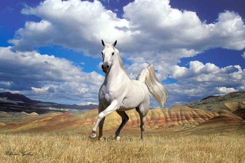 Năm Giáp Ngọ nói chuyện ngựa