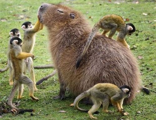 Chuột tương lai to bằng...con cừu  