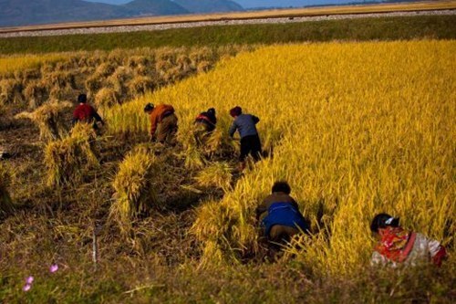 Vì sao Triều Tiên bội thu lương thực trong năm 2013?