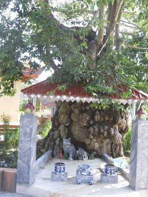 Chuyện li kỳ về cây gạo biết 