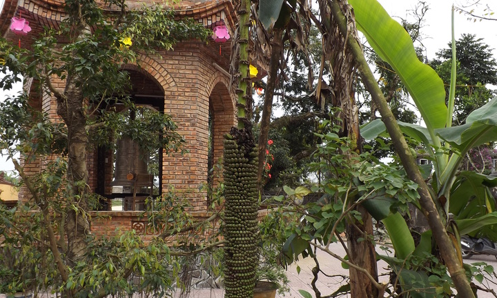 Kỳ lạ buồng chuối 