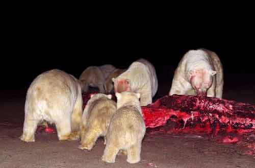 Cận cảnh bầy gấu Bắc cực “xơi” xác cá mập khổng lồ