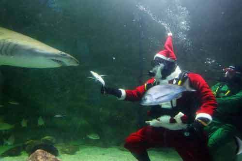 Ông già Noel dũng cảm “phát quà” cho cá mập