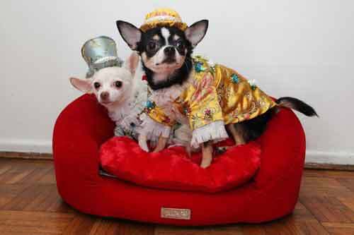 Những kiểu thời trang chó cực kỳ dễ thương