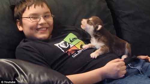 Clip cậu bé dạy cún con tập hú thu hút 2,5 triệu lượt xem