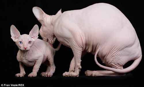 Phát hoảng với chú mèo xấu xí không có lông
