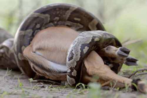 Cận cảnh trăn khủng nuốt cả một con linh dương to lớn