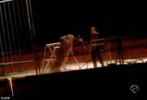 Rợn người những vụ thú dữ tấn công người 