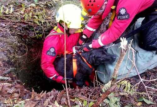 Huy động 19 lính cứu hỏa giải cứu một chú chó rơi xuống giếng