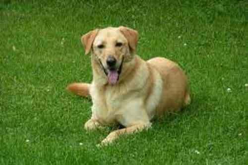 Chú chó cưng dũng cảm cứu bé gái có ý định tự tử