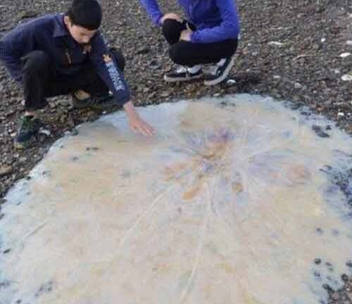 Phát hiện con sứa khổng lồ ở bãi biển Australia