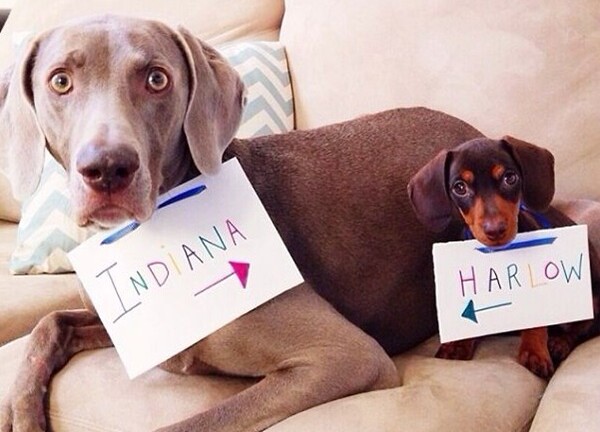  Thú vị bộ ảnh “Chúng mình cùng chơi” của cặp cún cưng