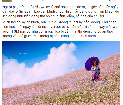 Xôn xao chủ vườn Tam giác mạch vui khi khách dẫm đạp hoa