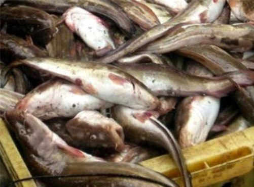 Bắt giữ và tiêu hủy 1,4 tấn cá nóc có độc tố