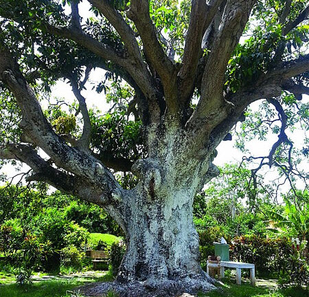 Thực hư “cụ xoài” 300 năm tuổi truyền năng lượng trường thọ?