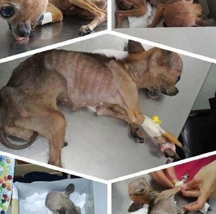 Phẫn nộ chú chó Chihuhua bị bỏ đói, vứt trong sọt rác đến chết