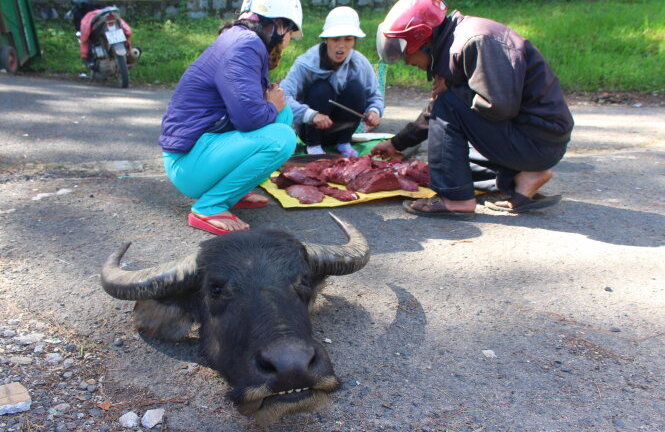 Kinh hãi cảnh đặt “thủ cấp” trâu giữa đường để bán