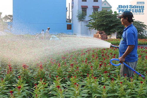 TP.HCM: Nông dân phấn khởi hoa chơi Tết được mùa