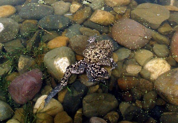 Điểm mặt 10 động vật có ngoại hình 